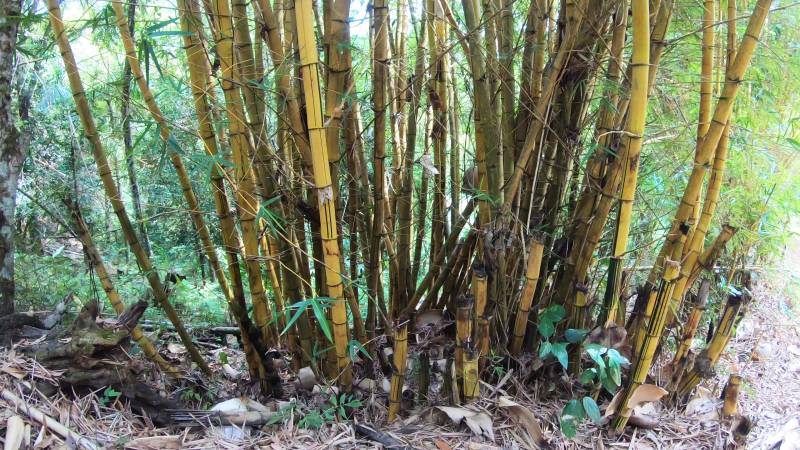 bambusoví